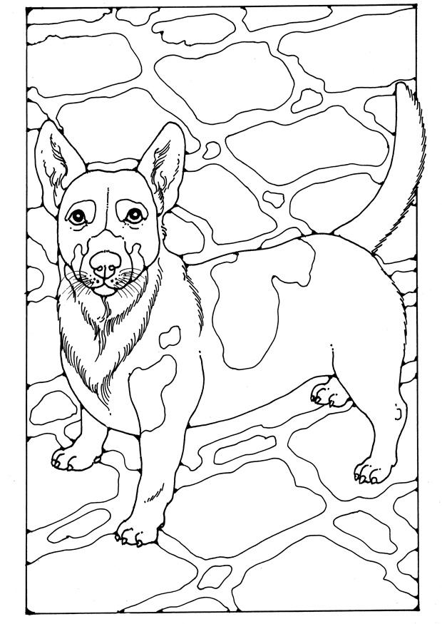 Coloriage jack russel