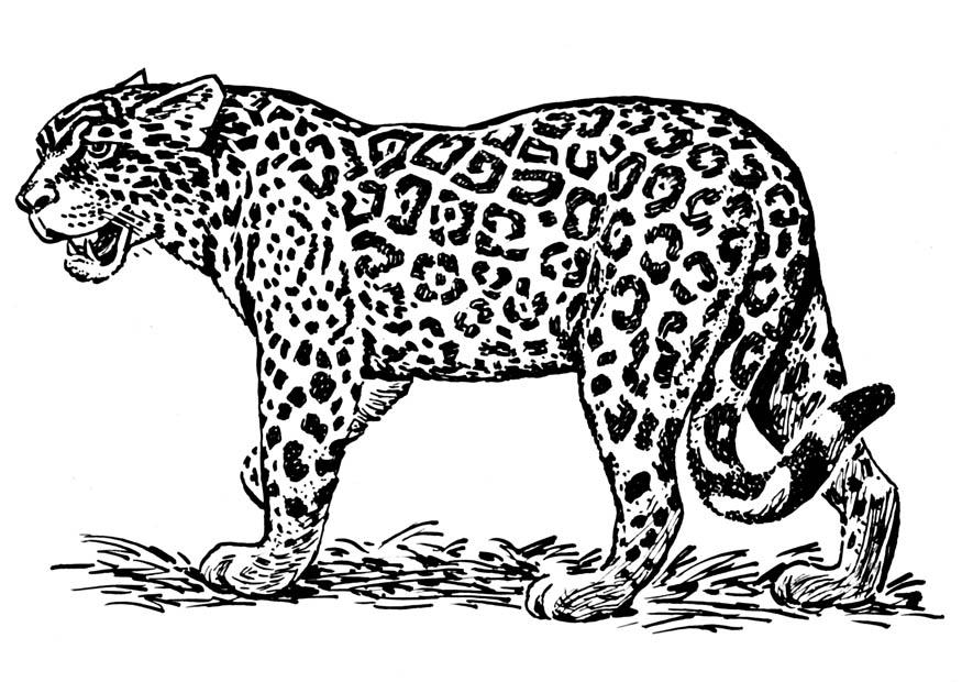 jaguar Coloriage jaguar
