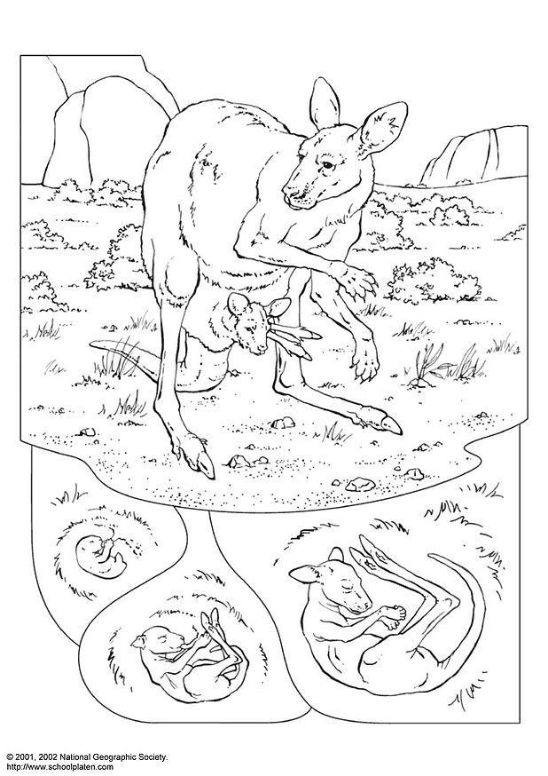 kangourou Coloriage kangourou