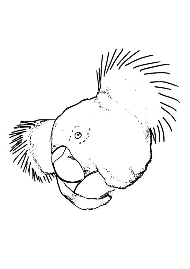 koala Coloriage koala