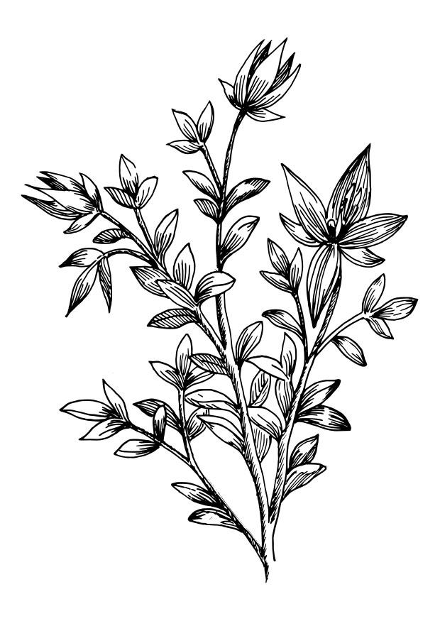 krameria Coloriage krameria