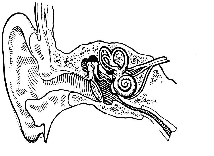 loreille interne Coloriage loreille interne