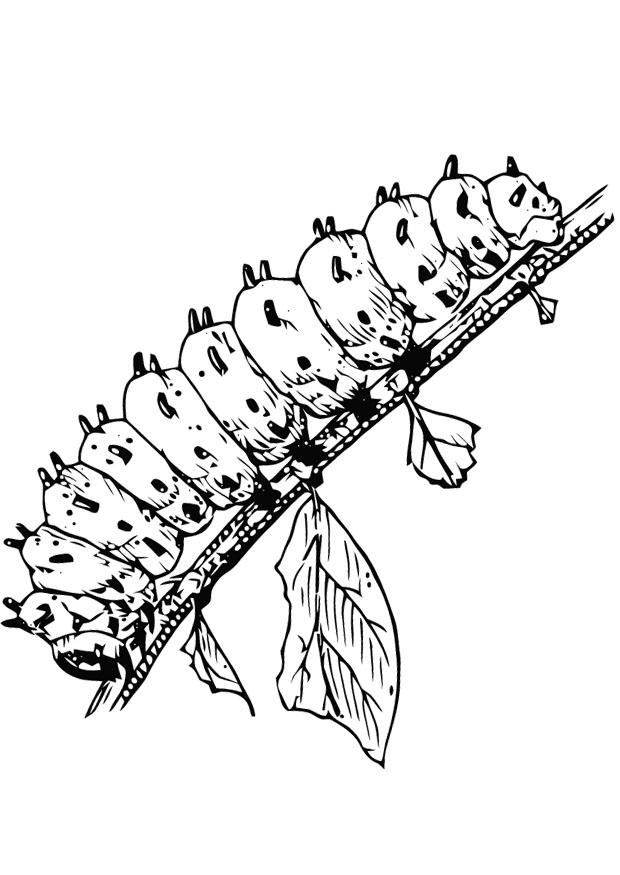 la chenille Coloriage la chenille