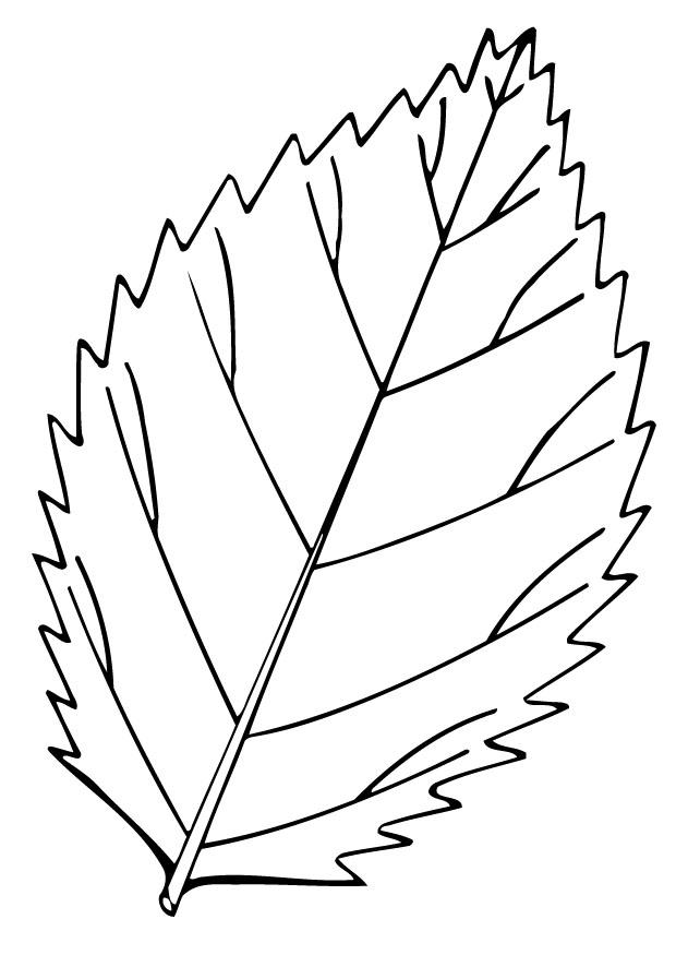 la feuille Coloriage la feuille
