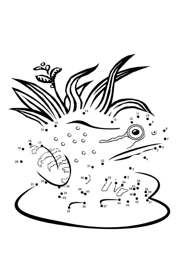 la grenouille Coloriage la grenouille