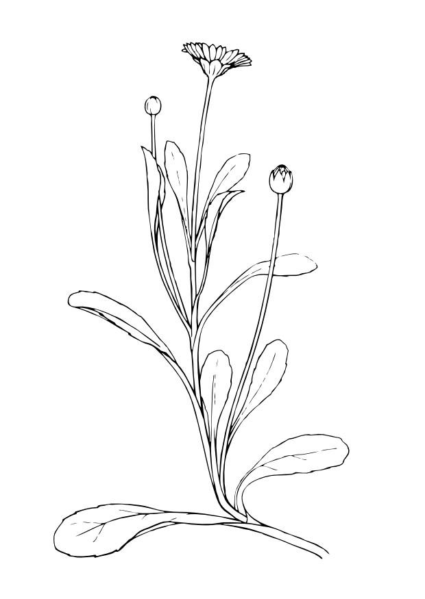 la margueritte Coloriage la margueritte