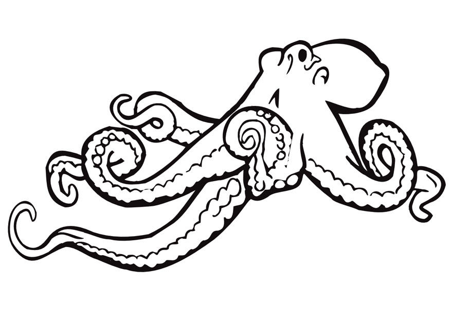 la seiche Coloriage la seiche