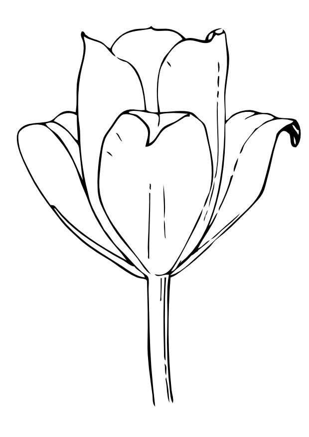 la tulipe Coloriage la tulipe
