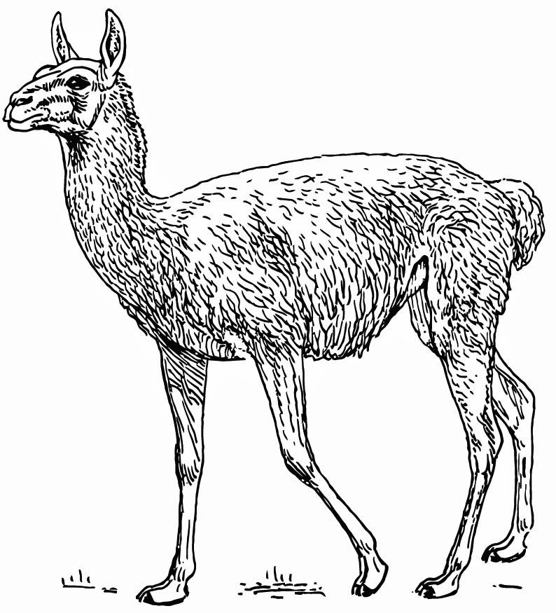lama Coloriage lama