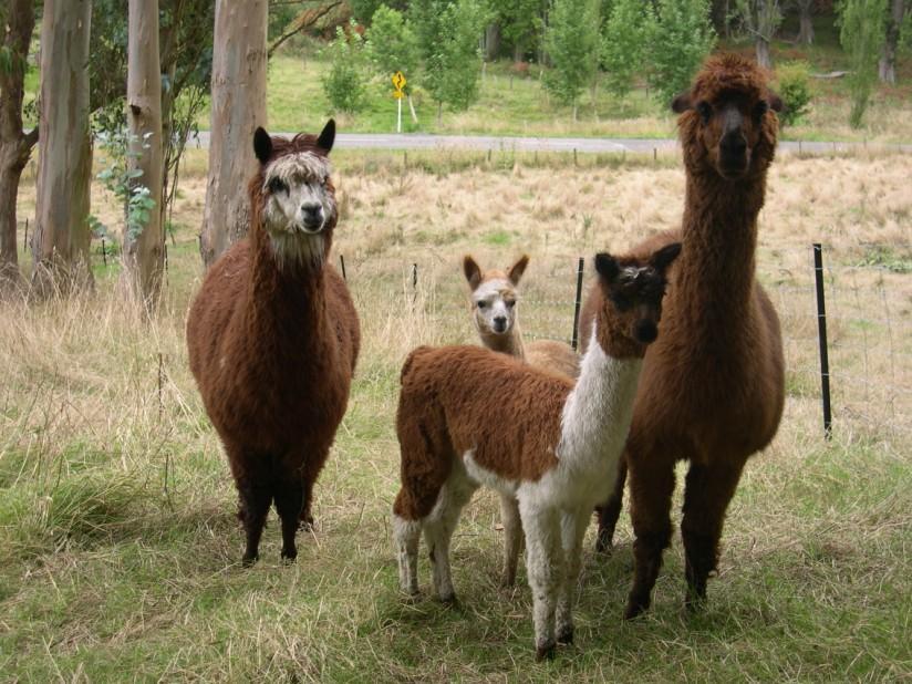 lamas Photo lamas
