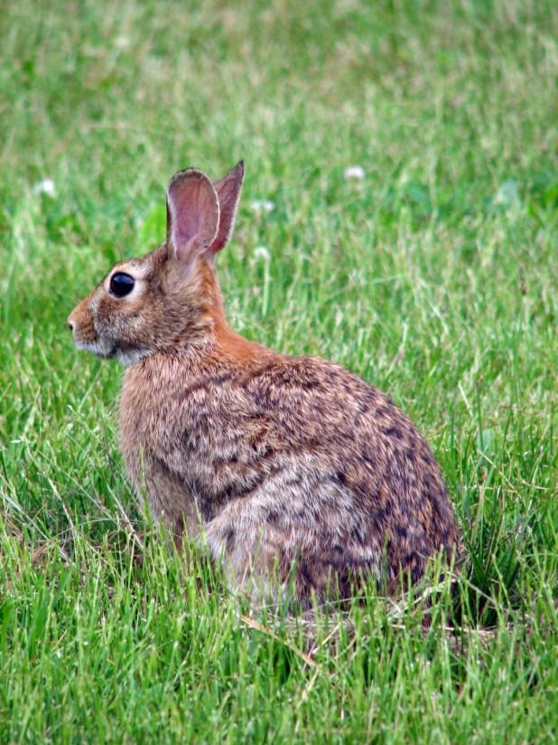 lapin Photo lapin