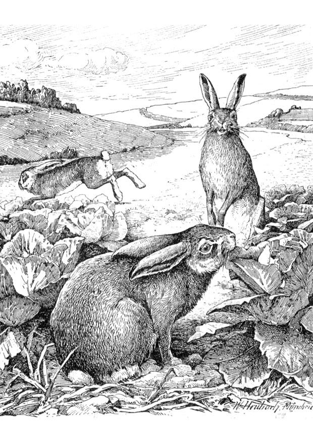 lapin Coloriage lapin