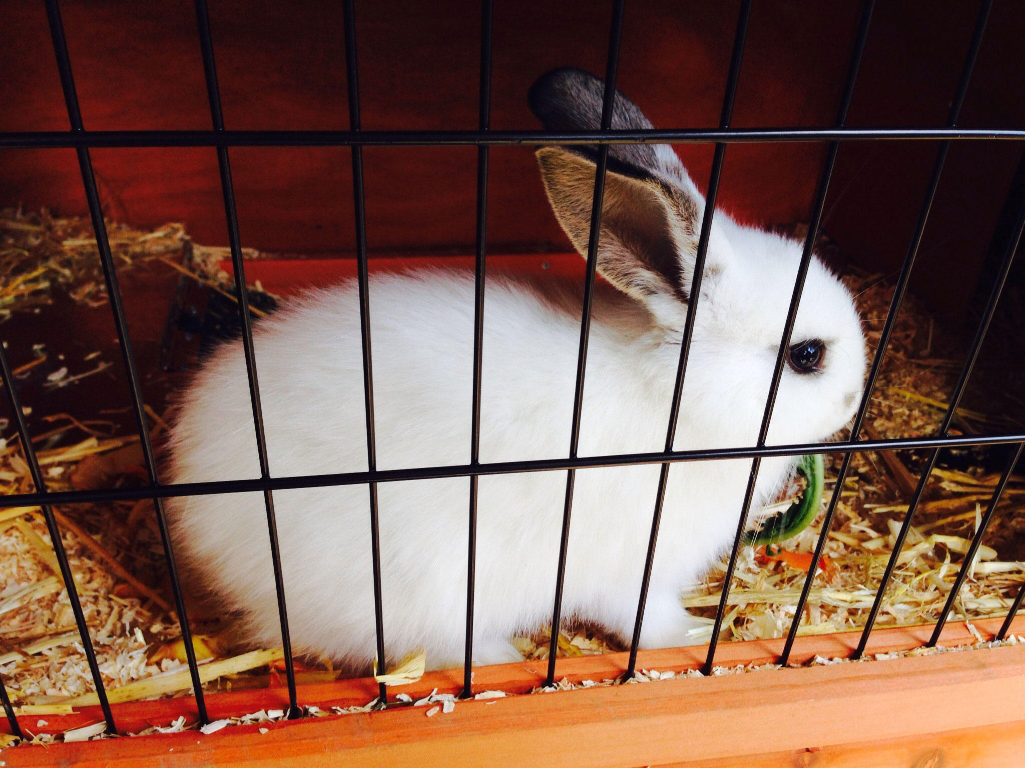 lapin en cage Photo lapin en cage