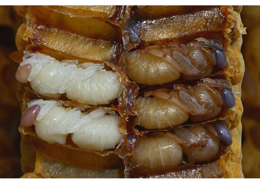 larves dabeille Photo larves dabeille