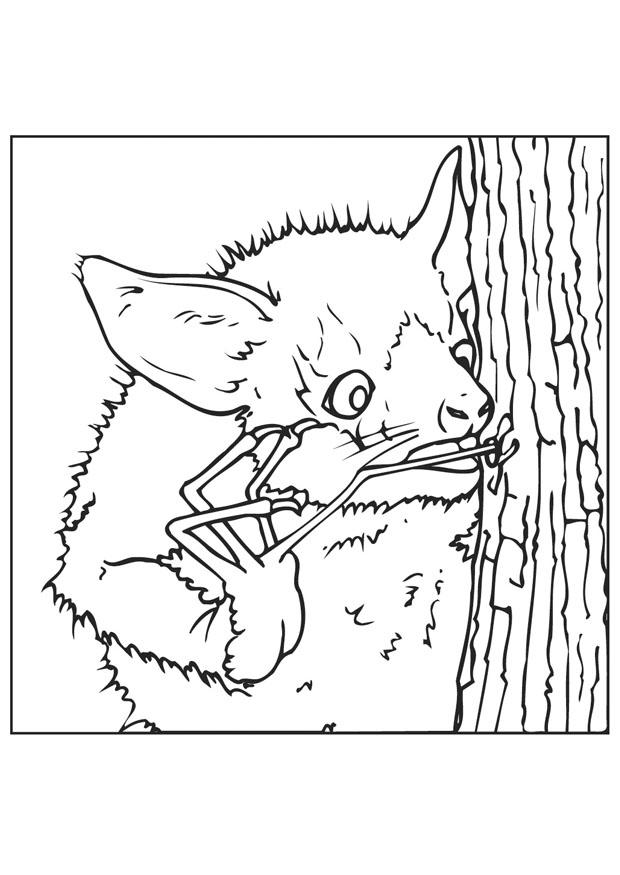 laye-aye cherche des insectes Coloriage laye-aye cherche des insectes