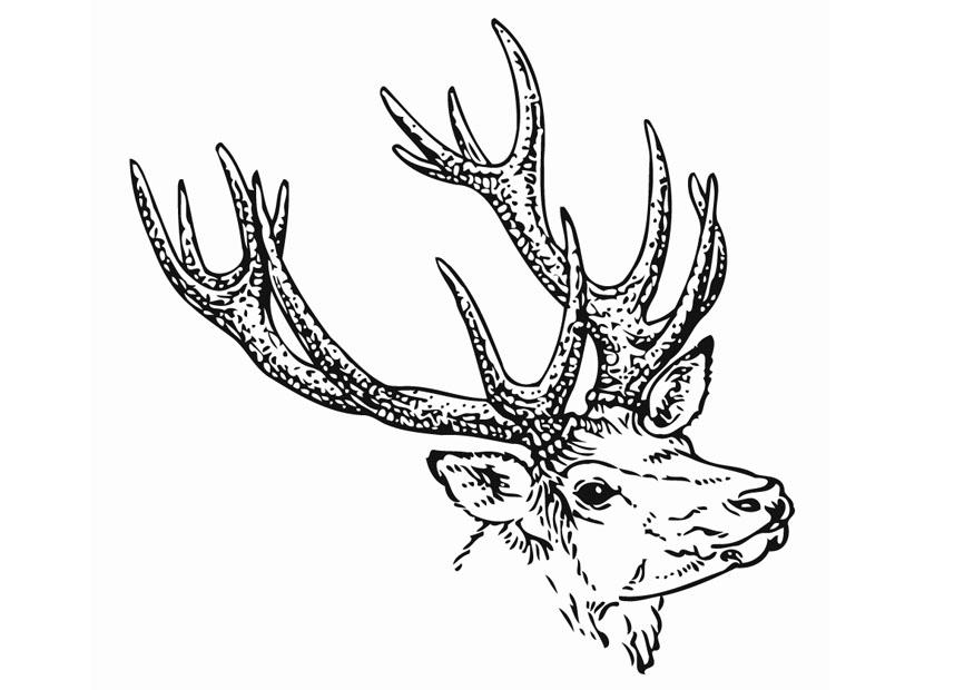 le cerf Coloriage le cerf