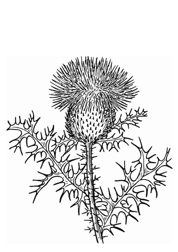 le chardon Coloriage le chardon