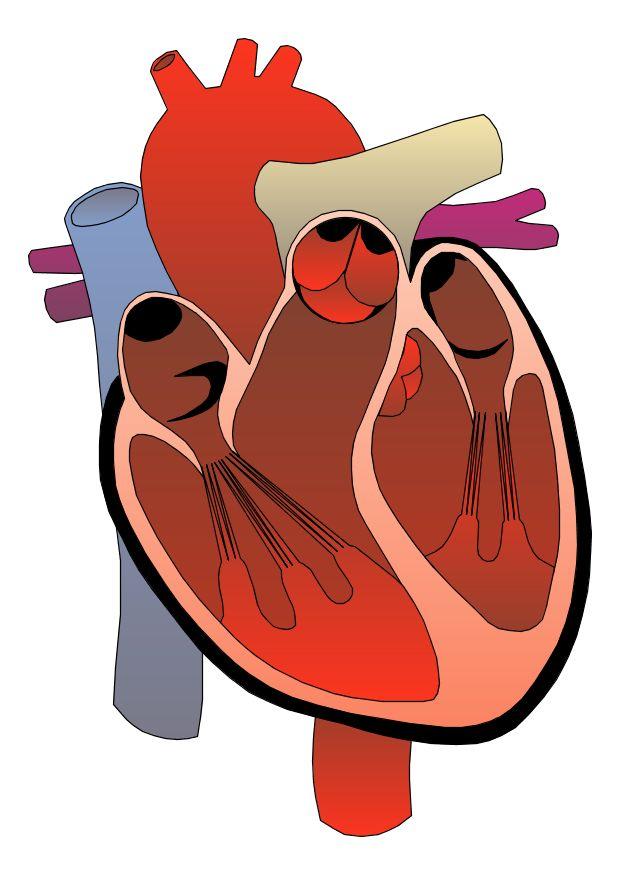 le coeur Image le coeur