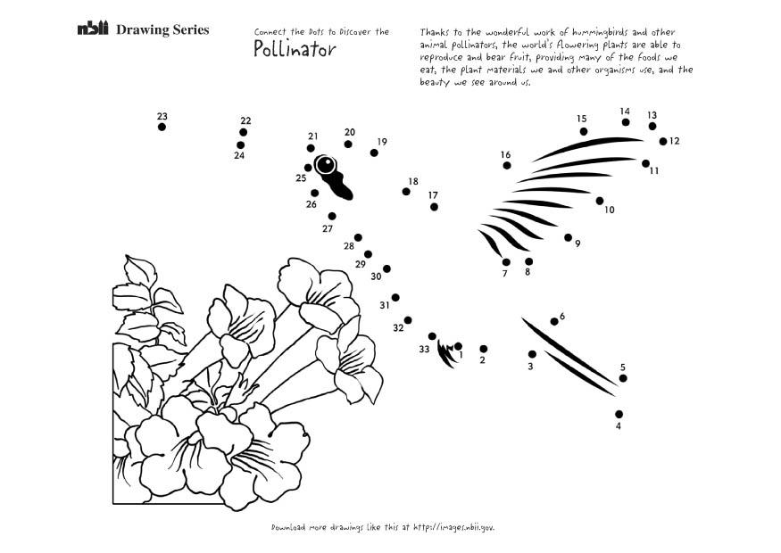 le colibris Coloriage le colibris