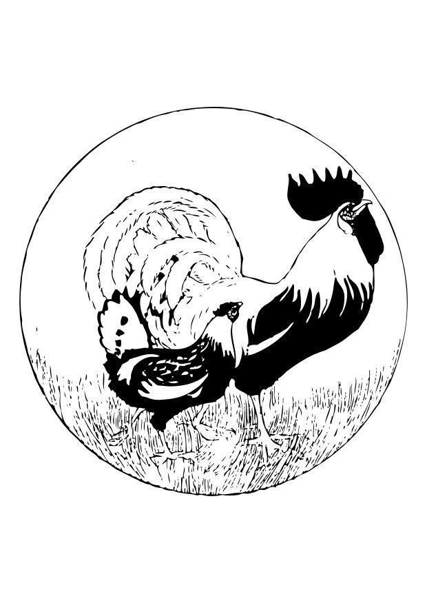 le coq et la poule Coloriage le coq et la poule