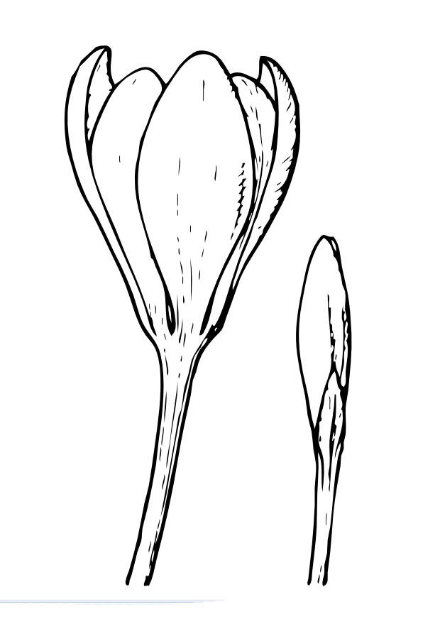 le crocus Coloriage le crocus