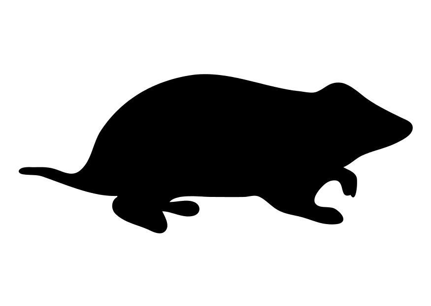 le hamster Coloriage le hamster