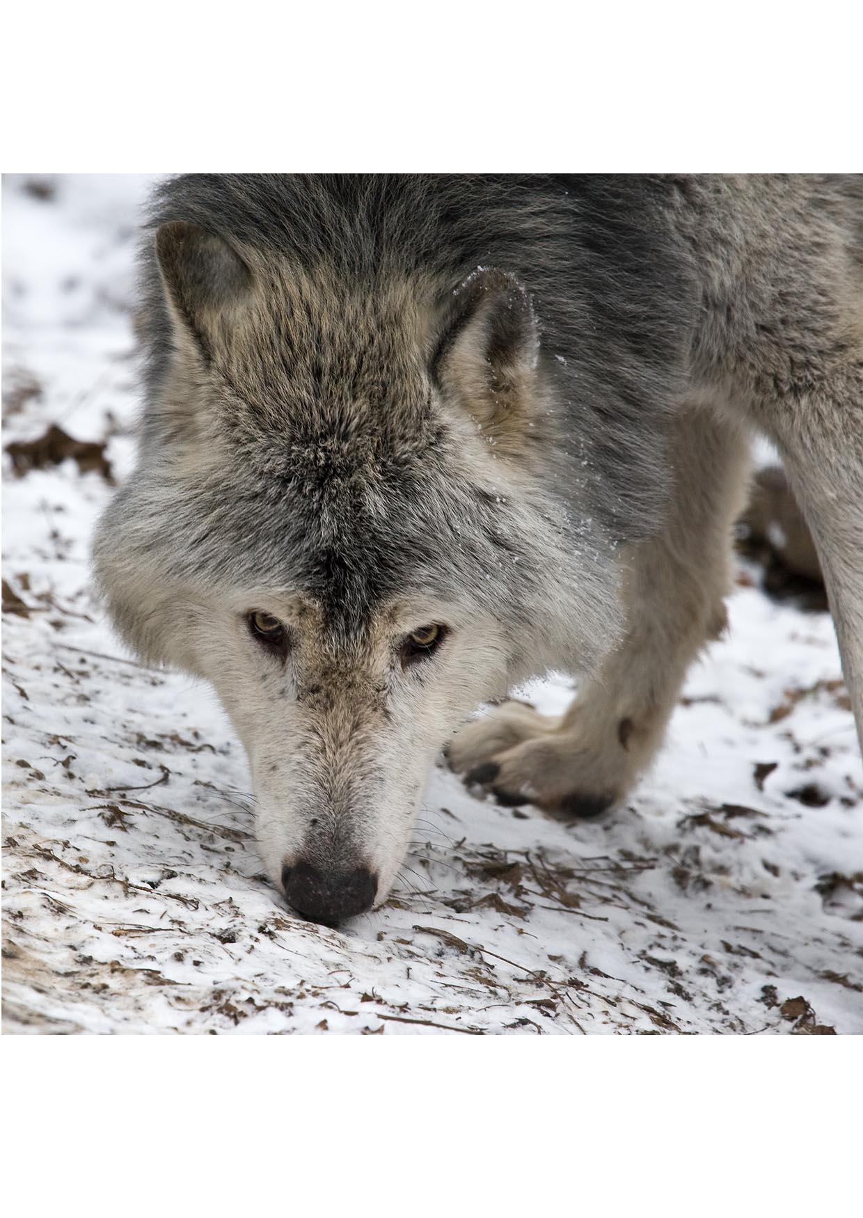 le loup Photo le loup