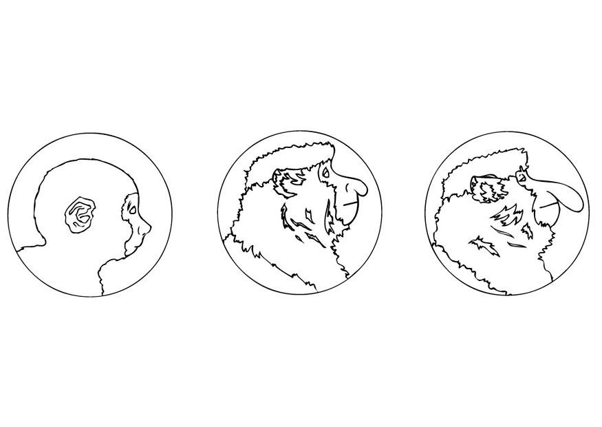 le nasique Coloriage le nasique