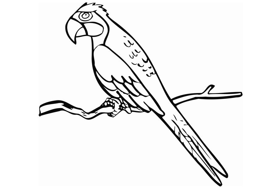 le perroquet Coloriage le perroquet
