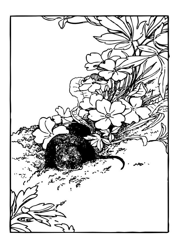 le rat Coloriage le rat