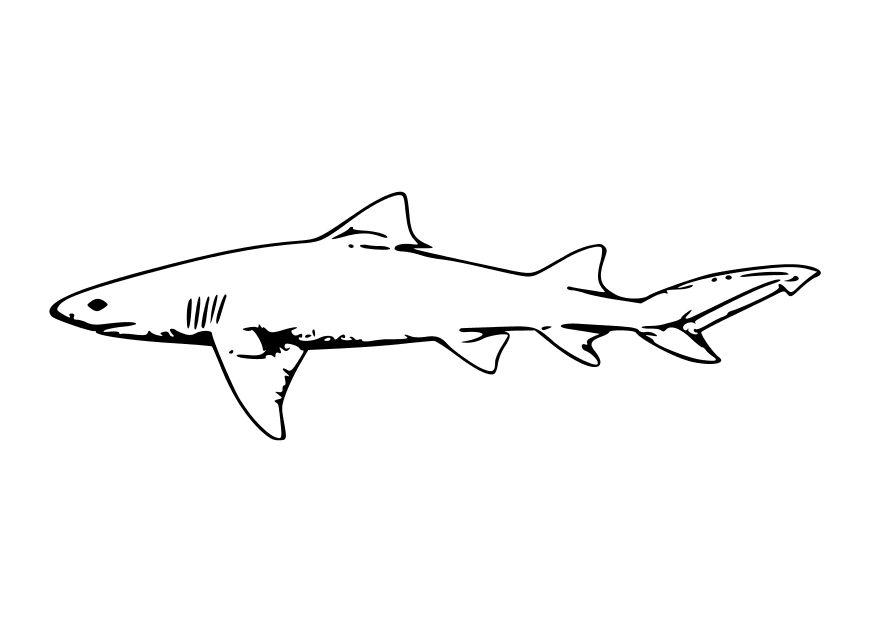 le requin Coloriage le requin