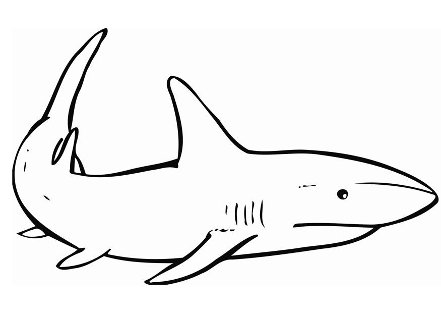 le requin Coloriage le requin