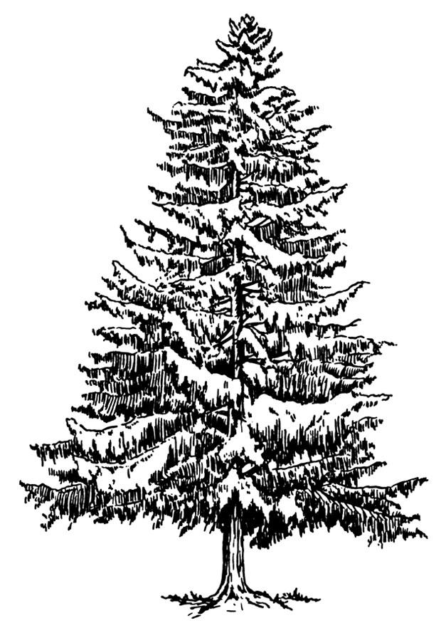 Coloriage le sapin en hiver