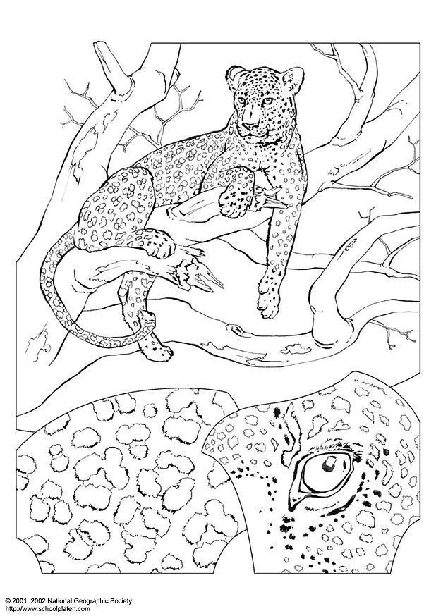 lA©opard Coloriage lA©opard