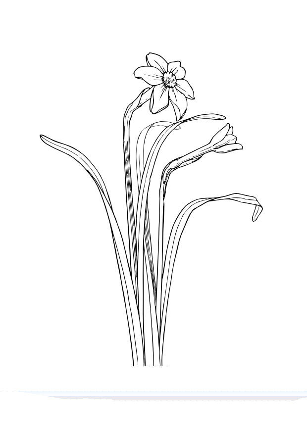 les narcisses Coloriage les narcisses
