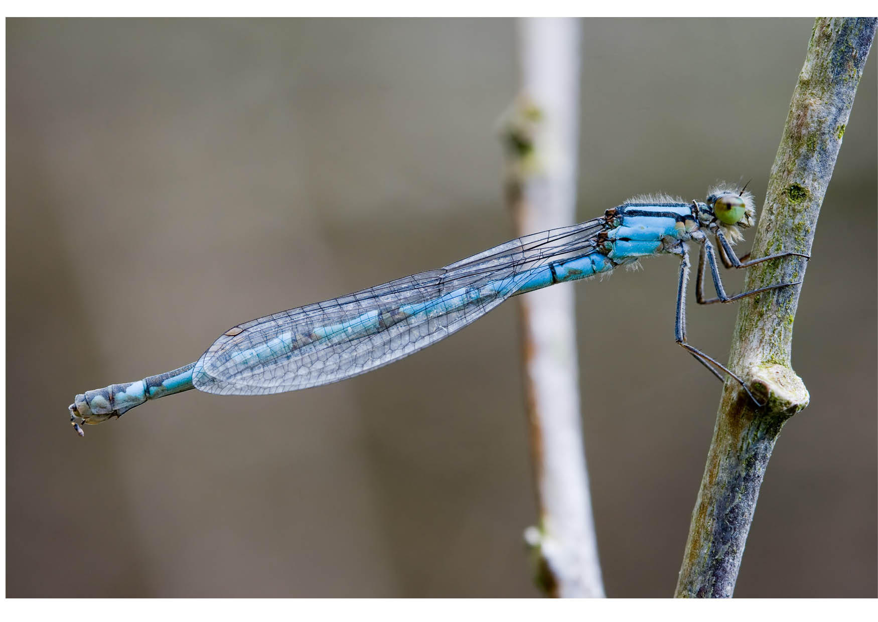libellule Photo libellule