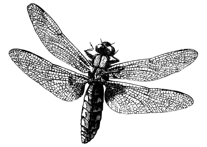libellule Coloriage libellule