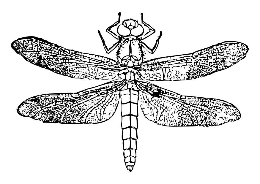 libellule Coloriage libellule