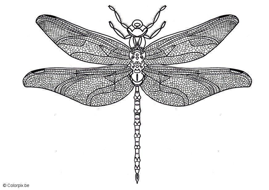 libellule Coloriage libellule
