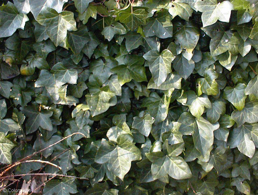 lierre Photo lierre