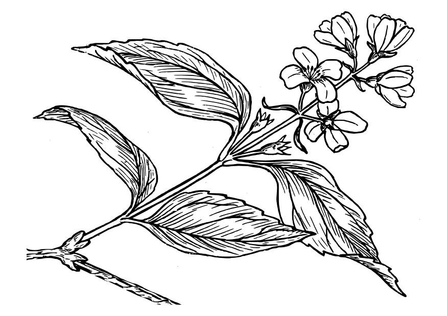 lilas Coloriage lilas