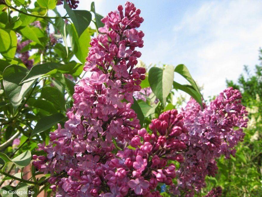 lilas Photo lilas