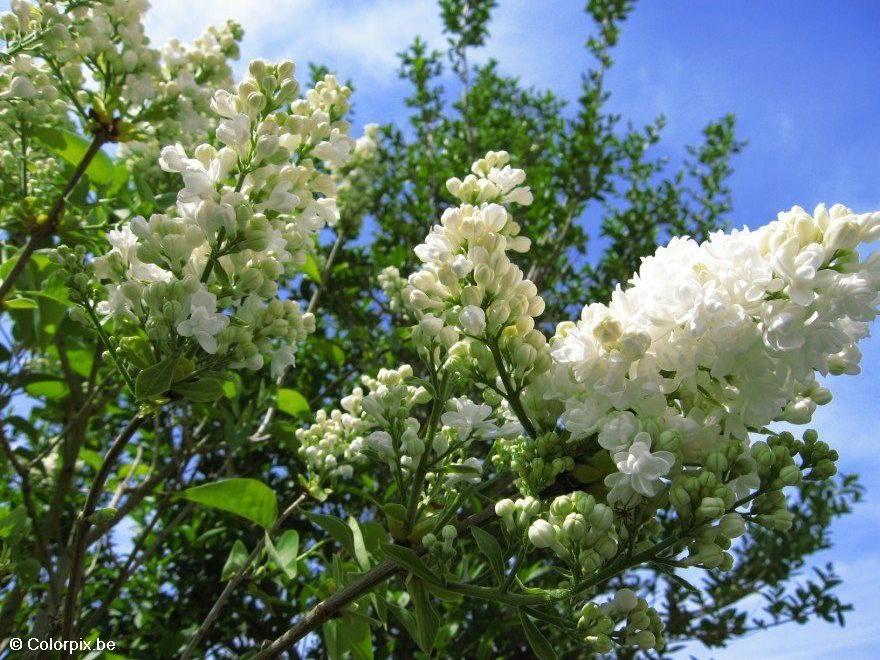 lilas Photo lilas