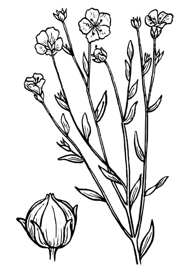 lin cultivA© Coloriage lin cultivA©