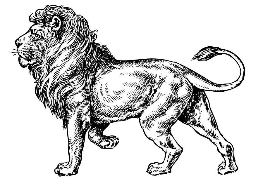 lion Coloriage lion