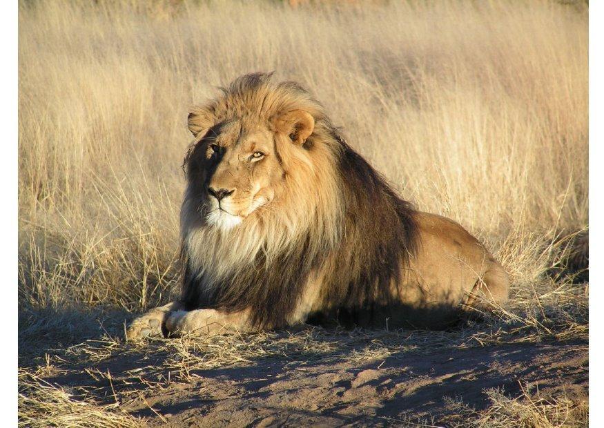 lion Photo lion