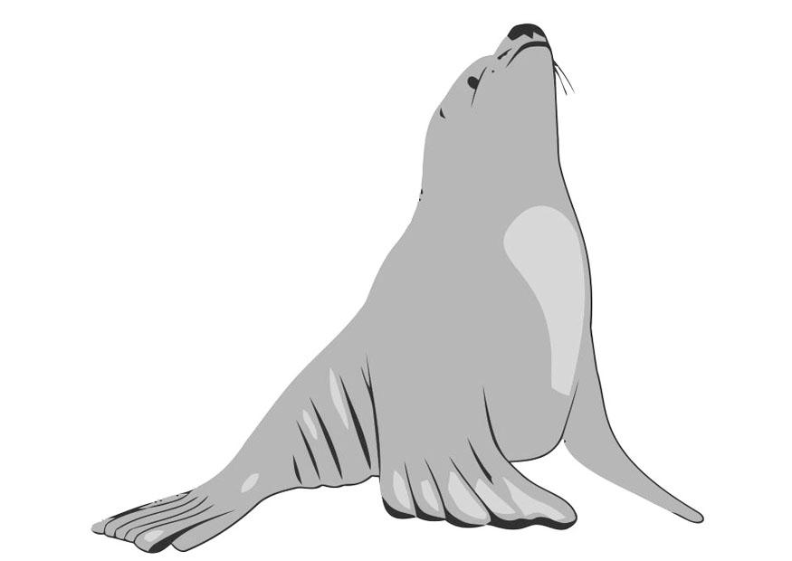 lion de mer Image lion de mer
