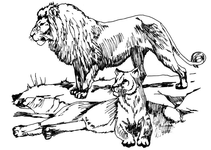 lion et lionne Coloriage lion et lionne