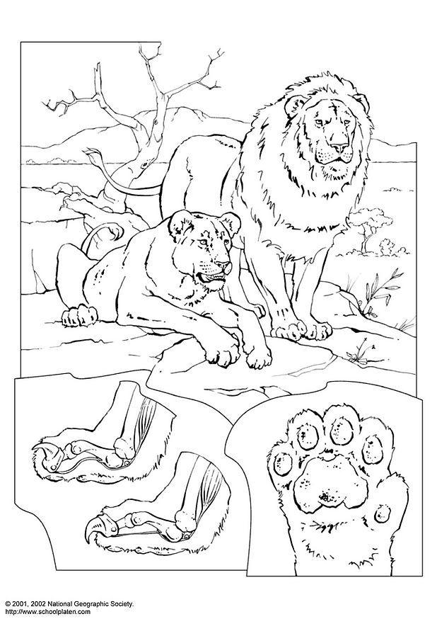 lions Coloriage lions