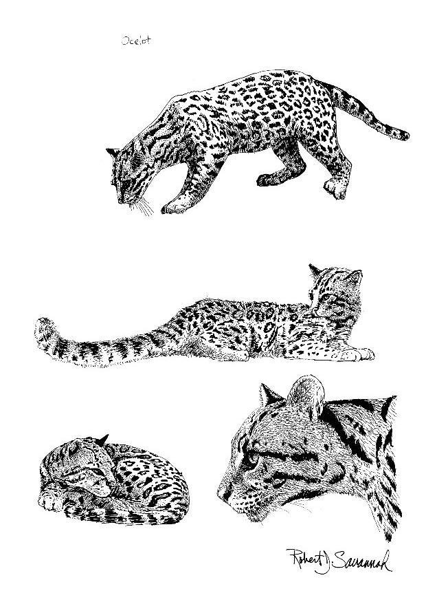 locelot Coloriage locelot